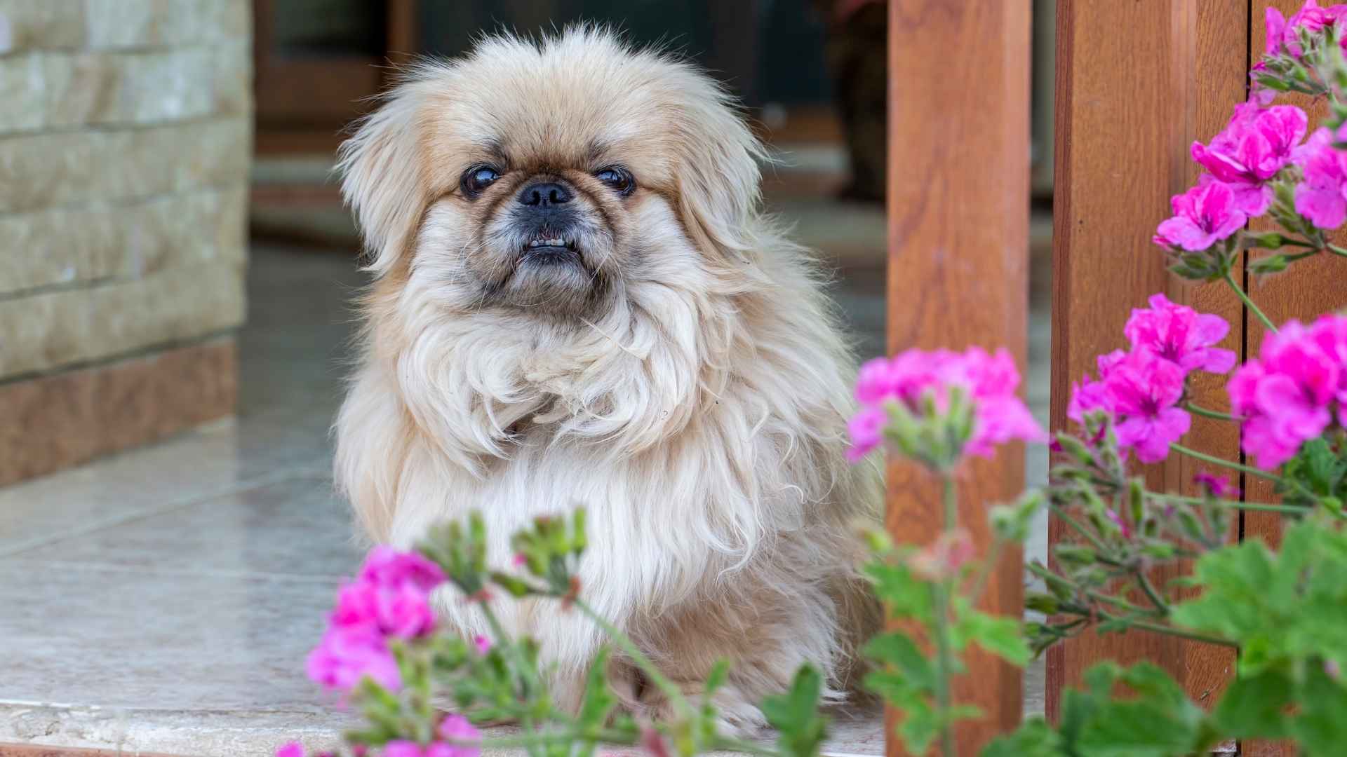 7 Dog Breeds With Compact Noses: Flat-Faced and Friendly