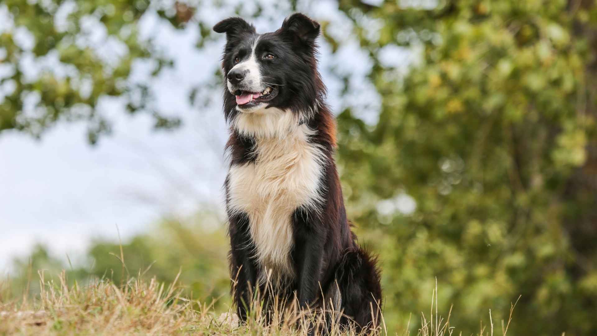 7 Dog Breeds With Consistently Healthy Puppies