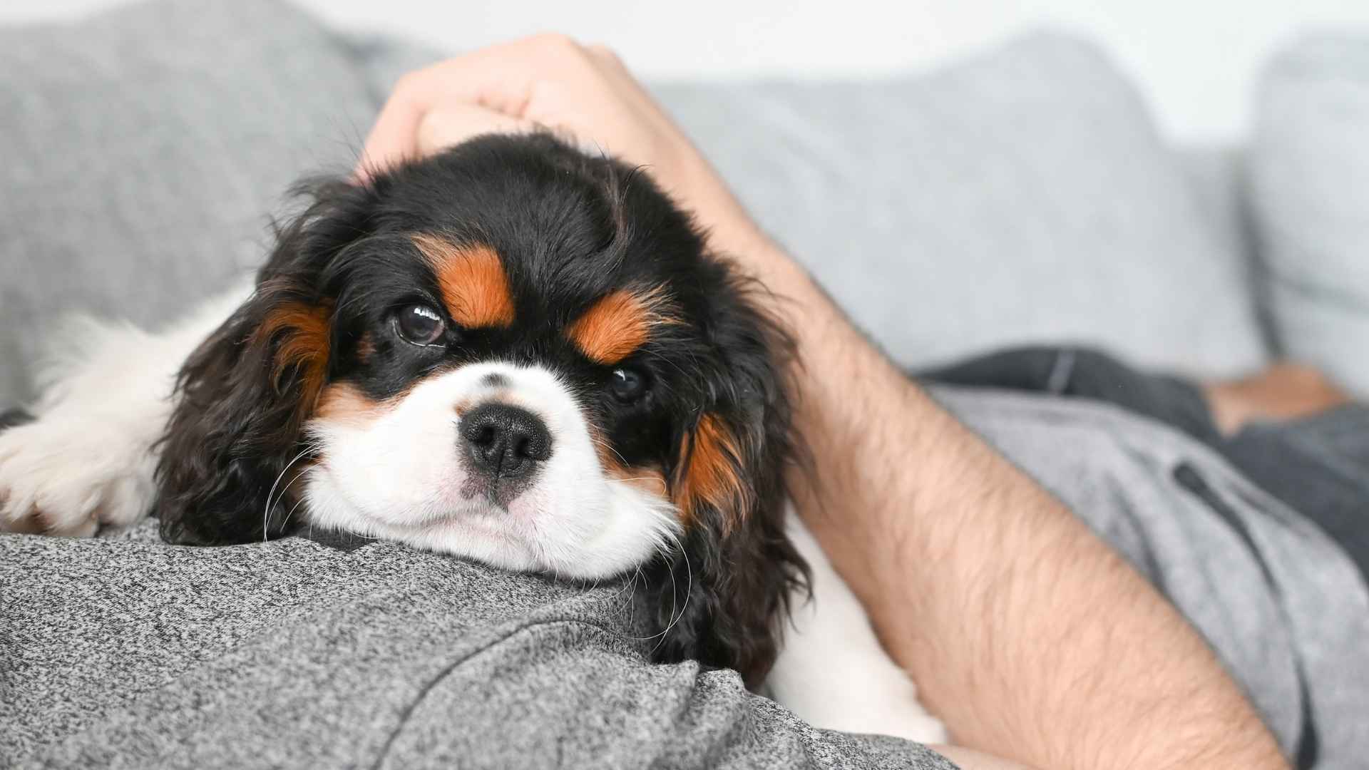 7 Dog Breeds With Deep Emotional Intelligence That Feel What You Feel