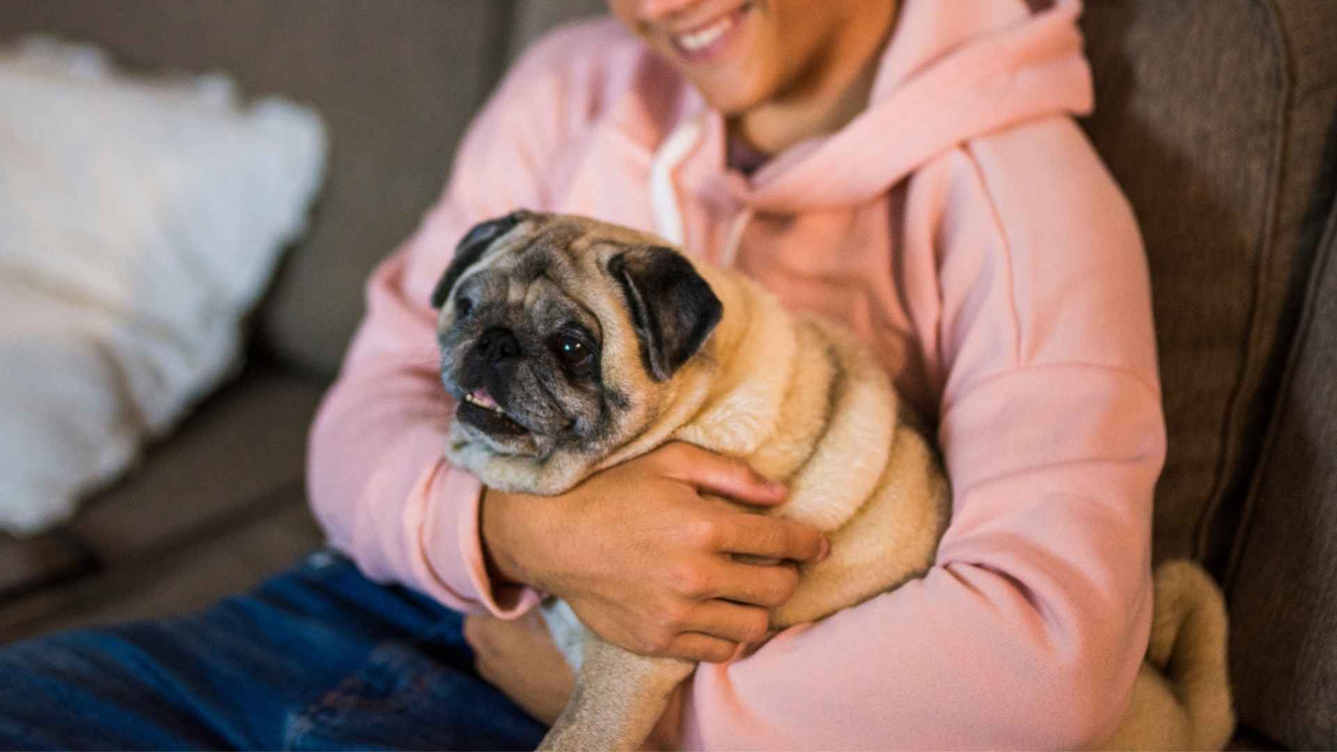 7 Dog Breeds With Floppy Ears For College Students to Consider