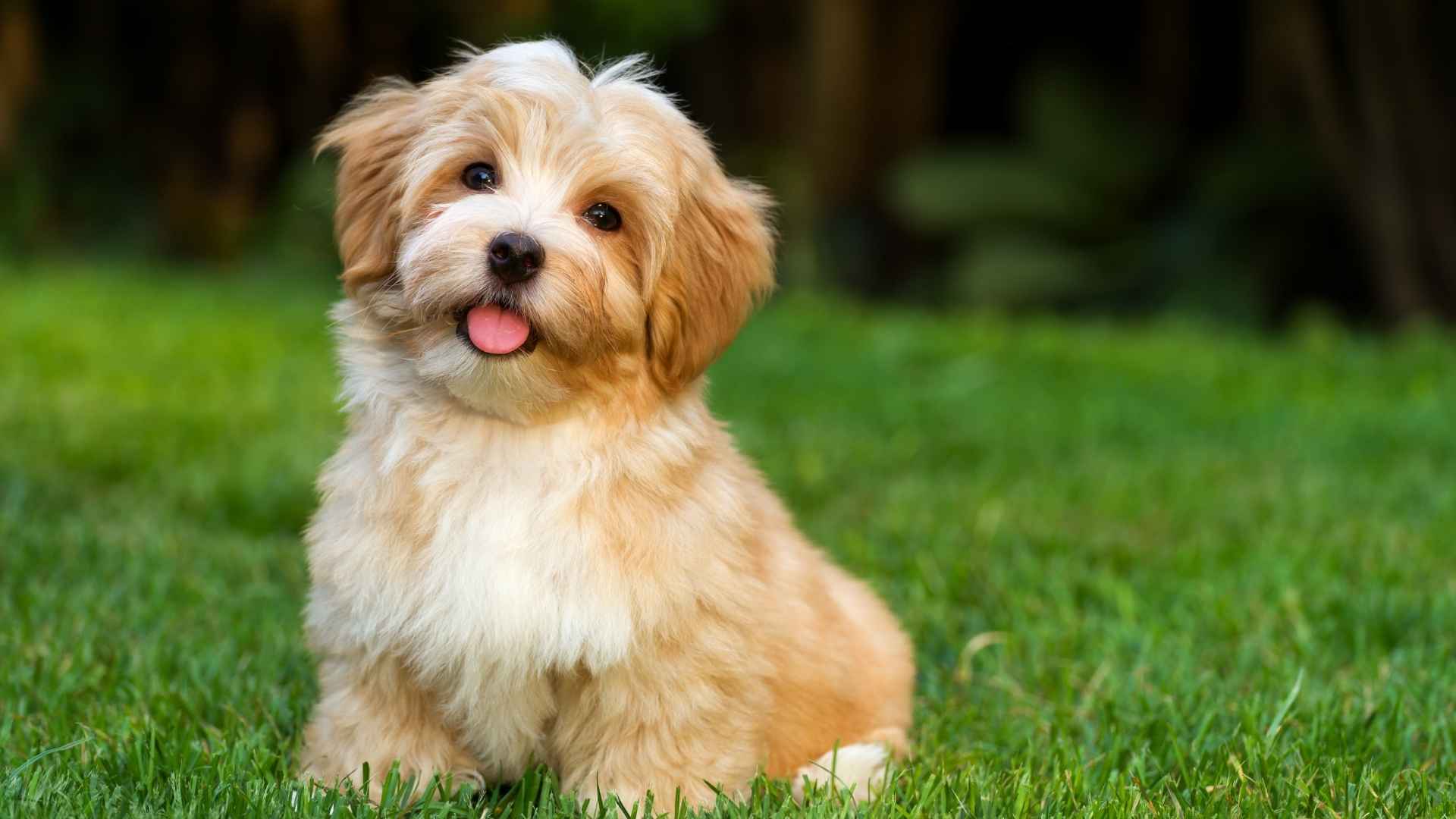 7 Dog Breeds With Good Temperament for Families