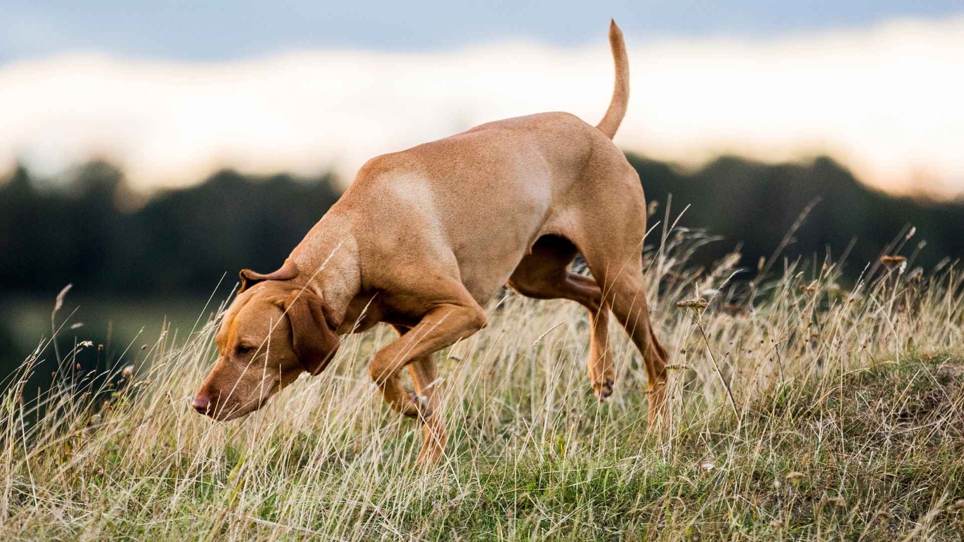 7 Dog Breeds With High Prey Drive & How to Manage Their Instincts
