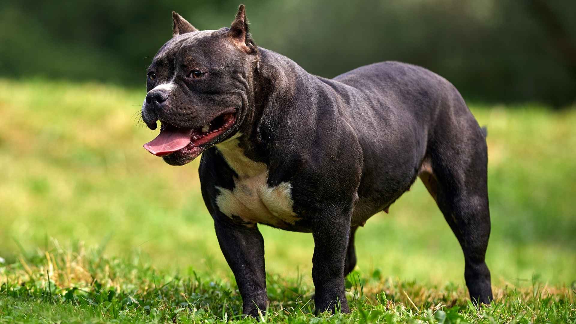 7 Dog Breeds With Huge Muscular Jaws for Protection