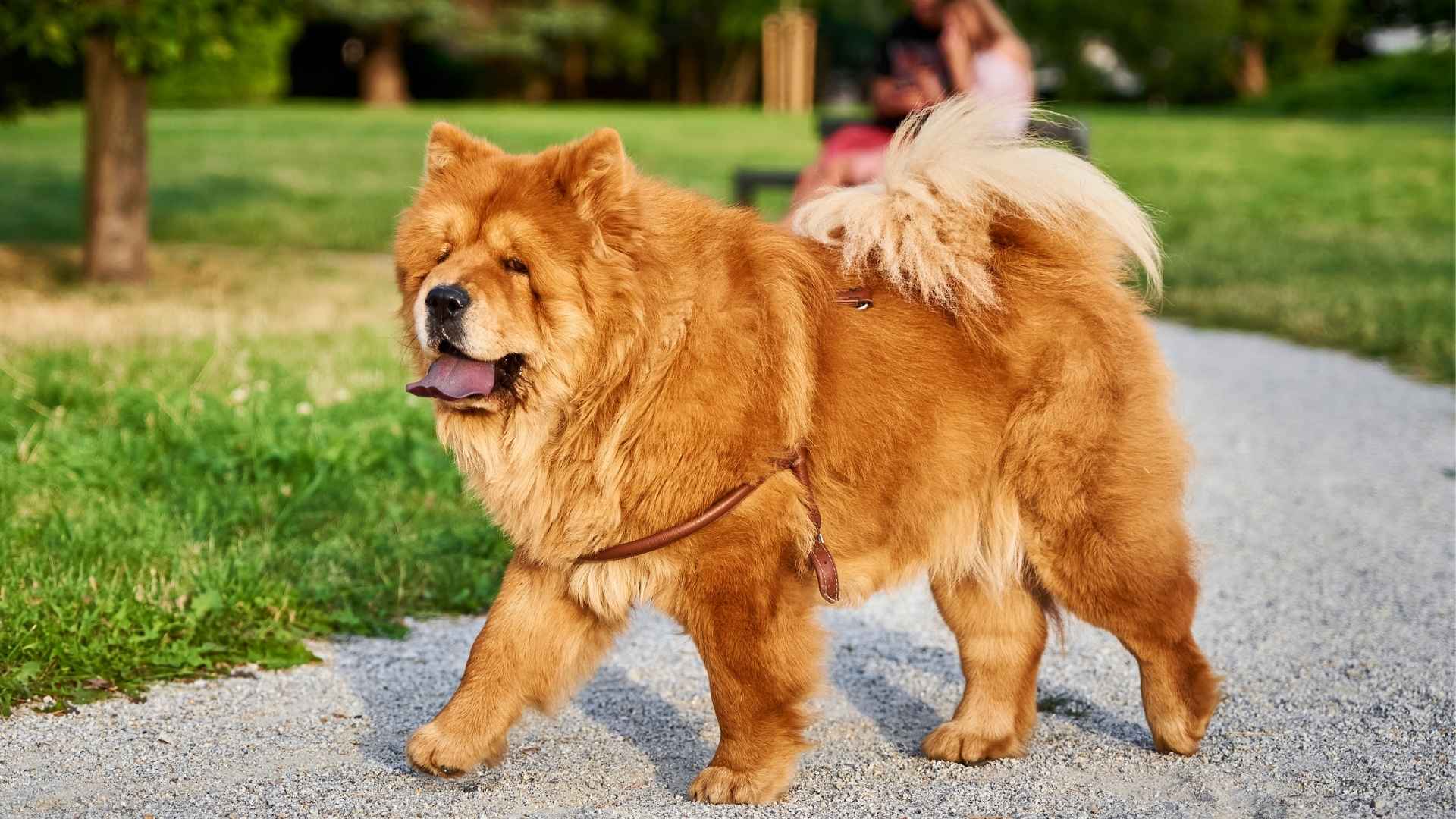 7 Dog Breeds With Low Anxiety: Calm And Composed Dogs