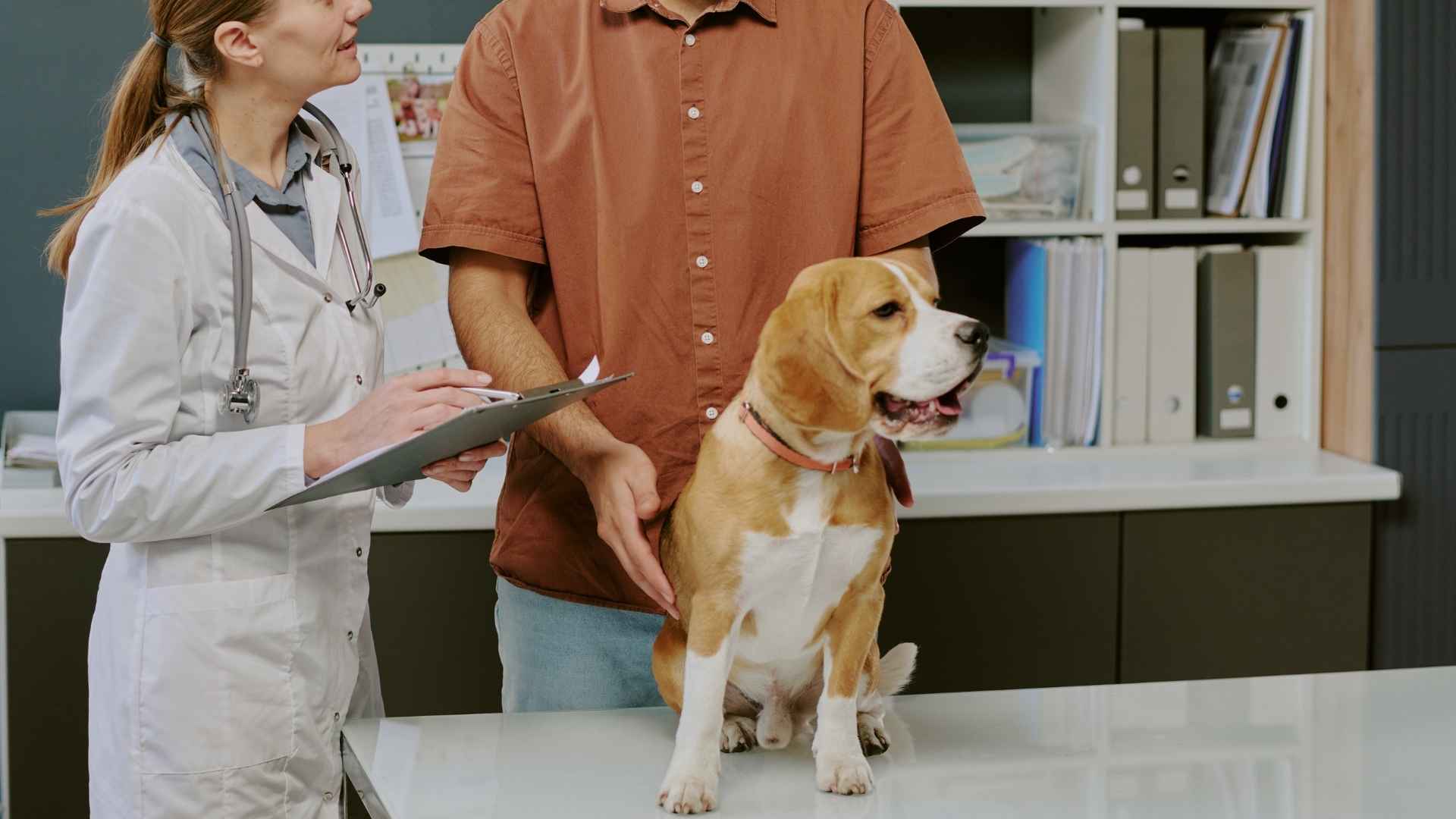 7 Dog Breeds With Lowest Vet Bills That Are Healthy and Low-Cost