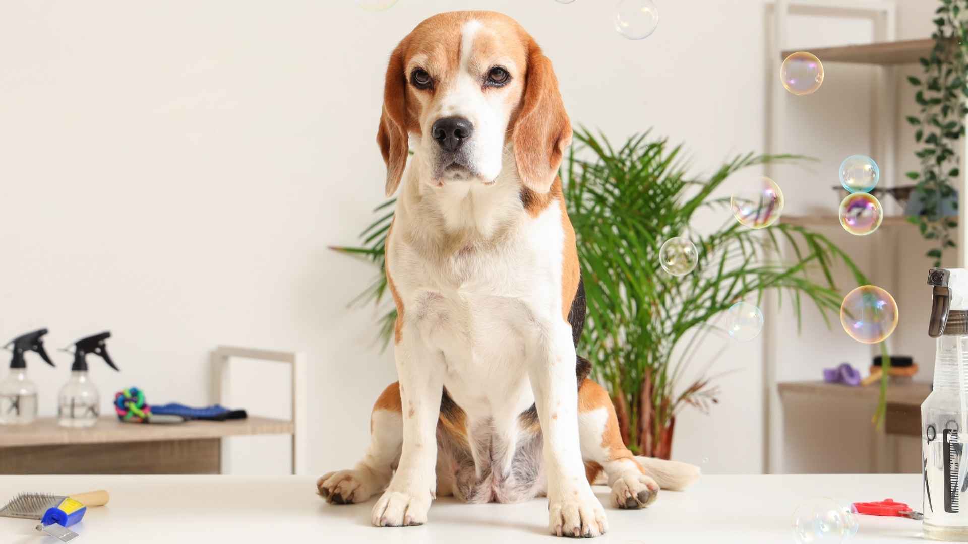 7 Dog Breeds With Minimal Grooming Needs That Are Easy to Maintain
