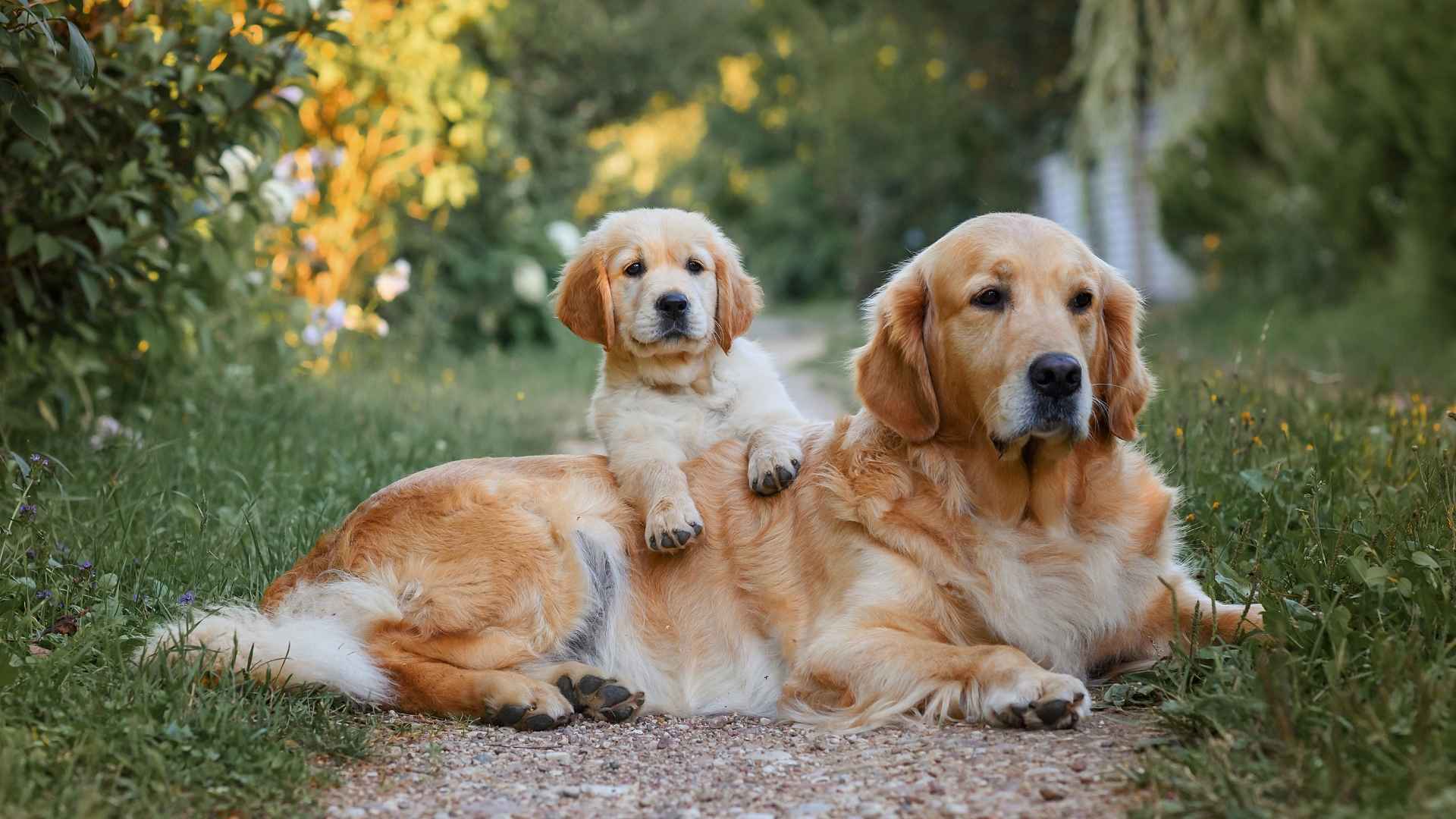 7 Dog Breeds With Motherly Instincts: The Caring Canines