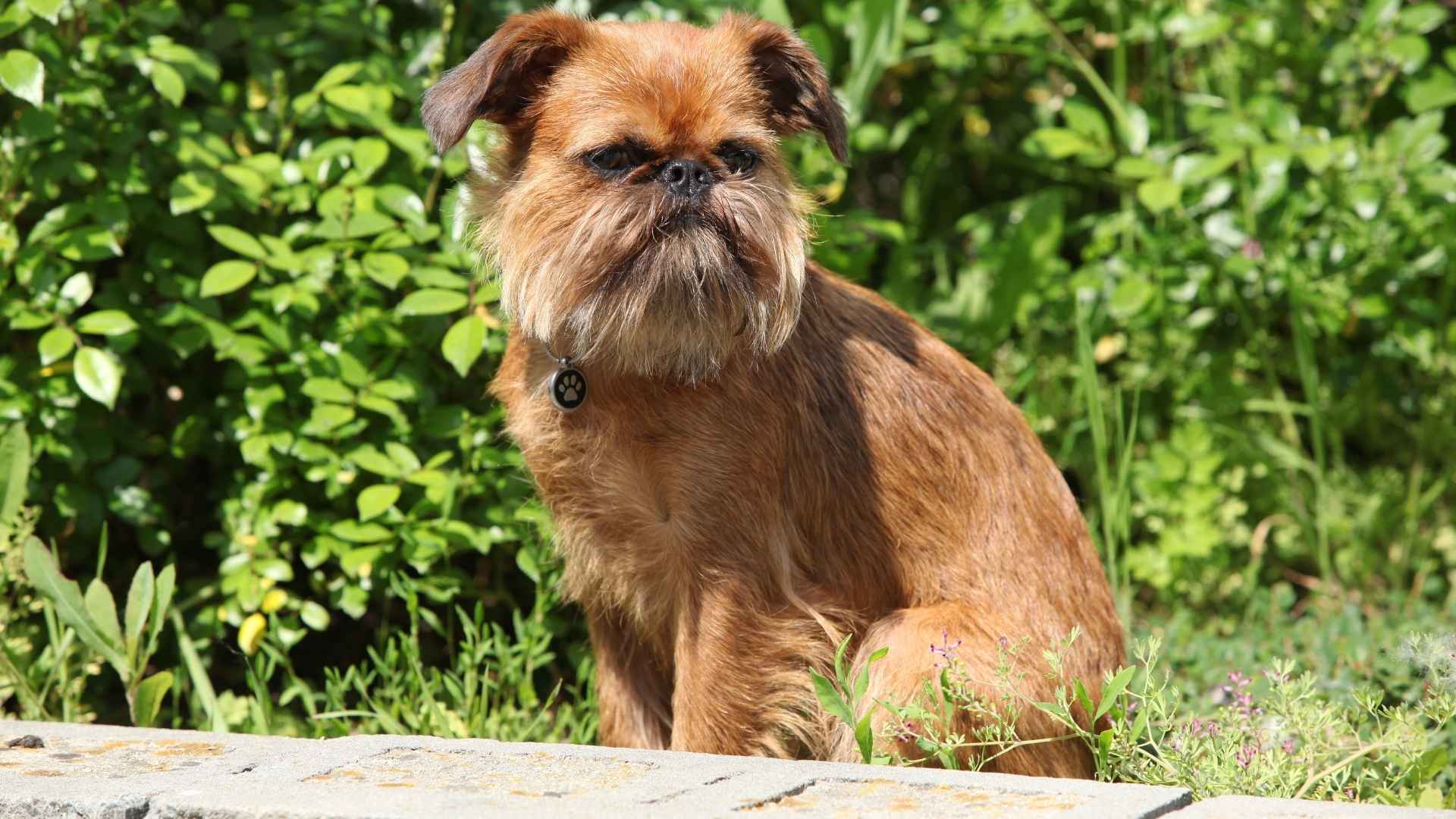 7 Dog Breeds With Mustaches: The Hairy Pups