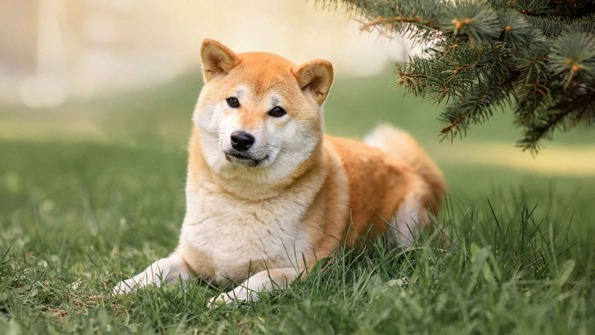7 Dog Breeds With Naturally Clean Ears