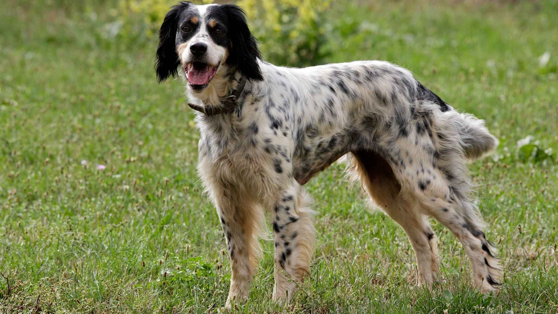 7 Dog Breeds With Naturally Spotted Skin to Obsess Over