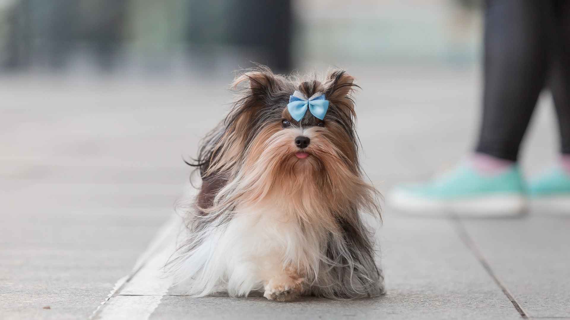 7 Dog Breeds With Naturally Wiry Beards and Charming Looks
