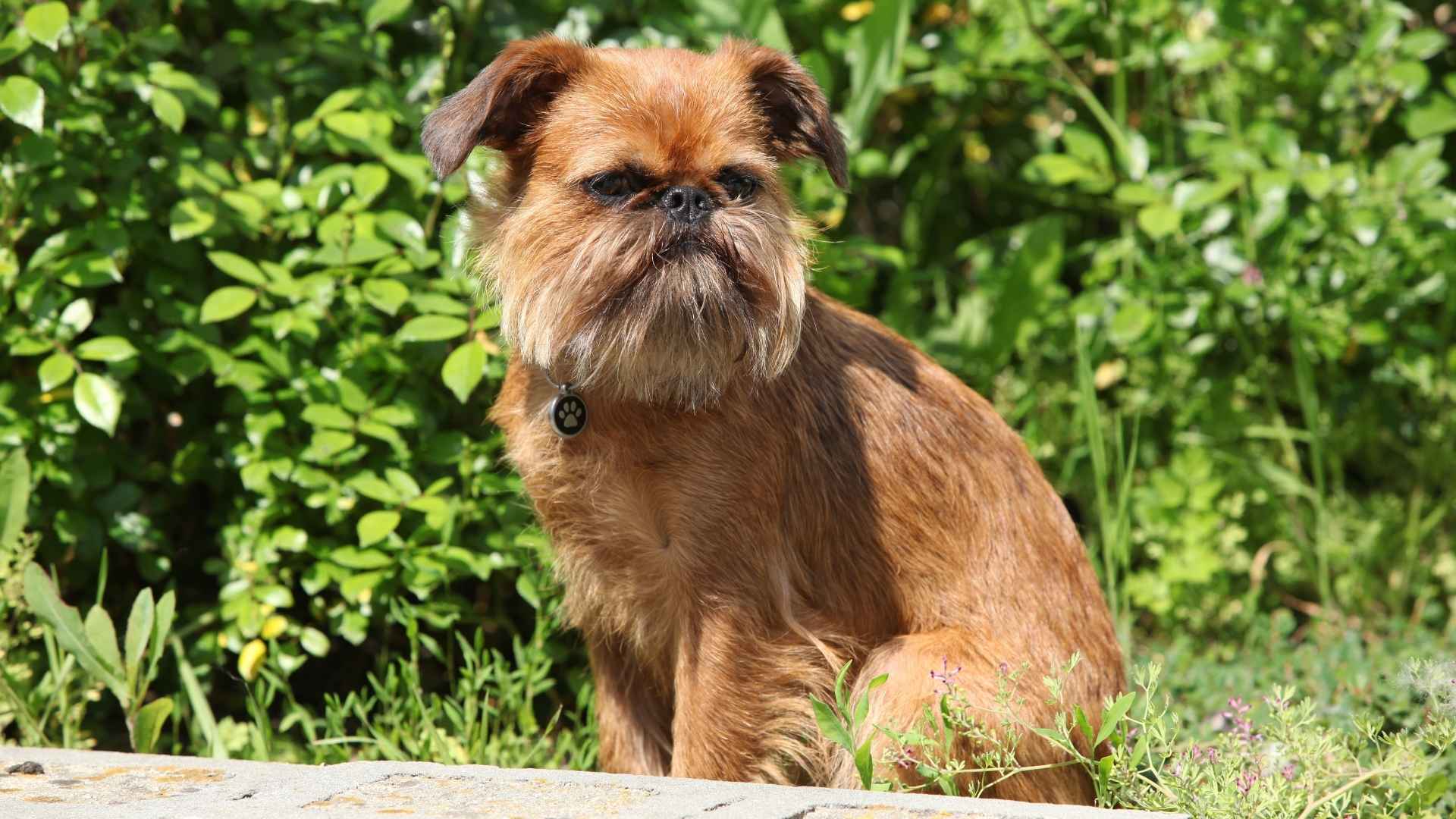 7 Dog Breeds With Round, Button-Like Noses