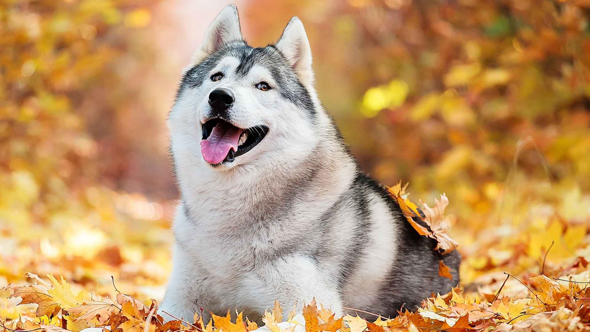 7 Dog Breeds With Strong Teeth Naturally That Can Handle Heavy Chewing