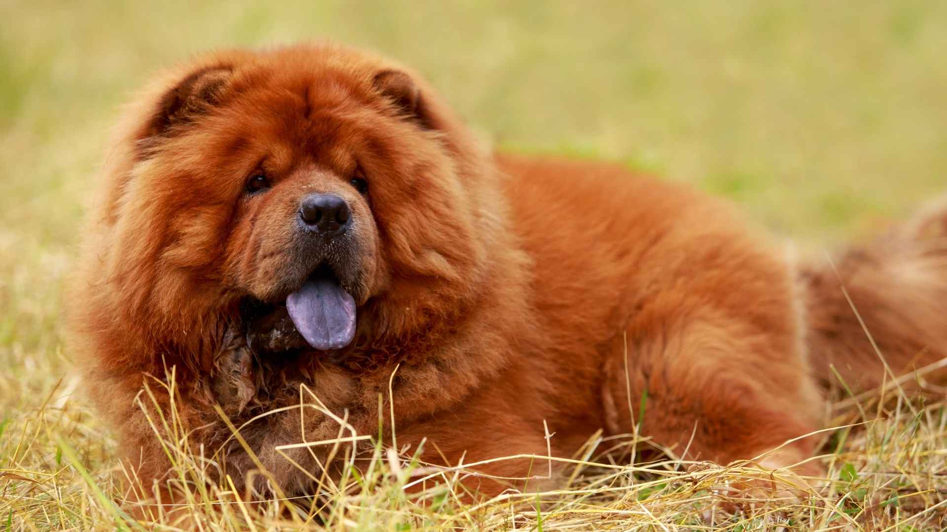 7 Dog Breeds With Surprisingly Blue Tongues You Didn’t Expect