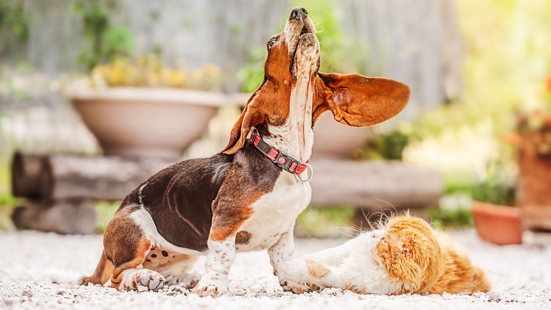 7 Dog Breeds With The Most Loudest Bark That Could Wake the Neighborhood