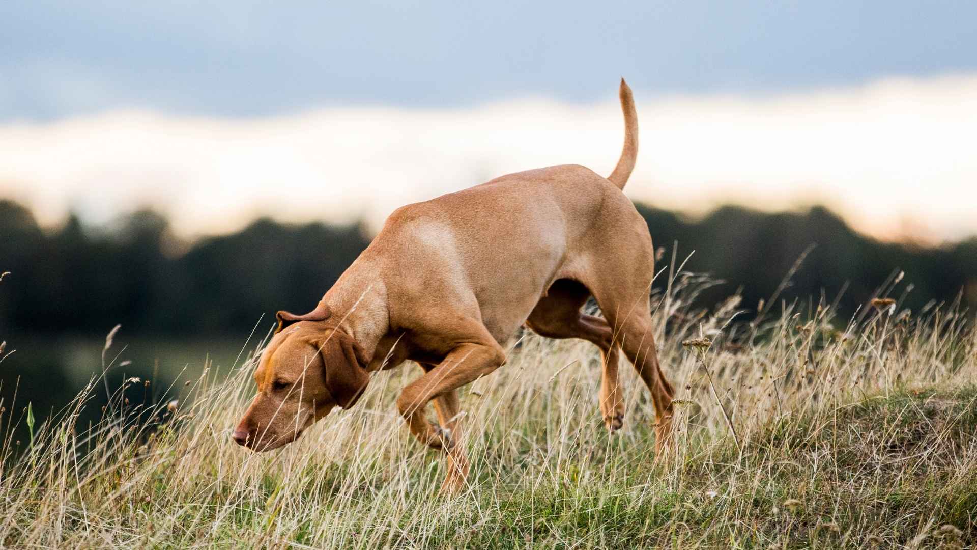 7 Dog Breeds With Tracking Instincts for Scent Work and Search Missions