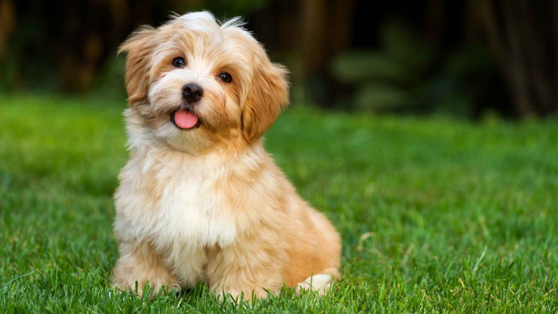 7 Dog Breeds With Velvety Soft Ears You’ll Want to Pet Forever