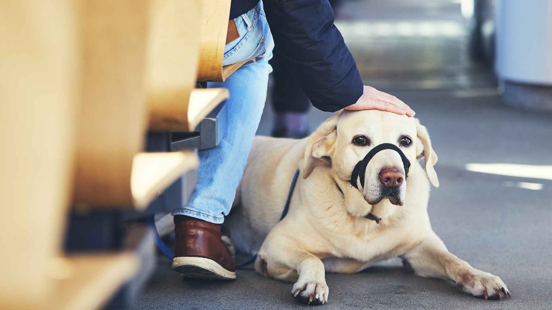 7 Dog Breeds You Can Carry on Public Transport with Ease