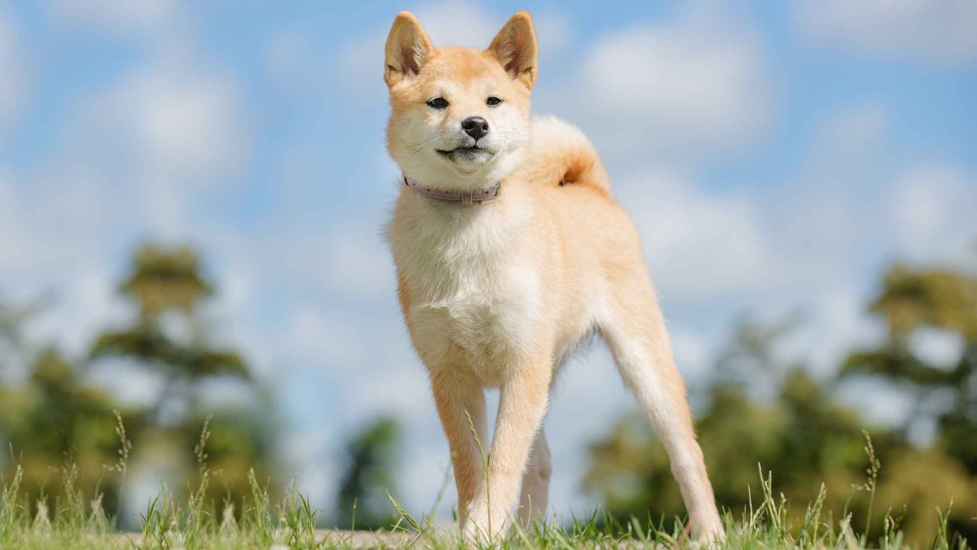 7 Dog Breeds You've Never Heard Of That Deserve the Spotlight