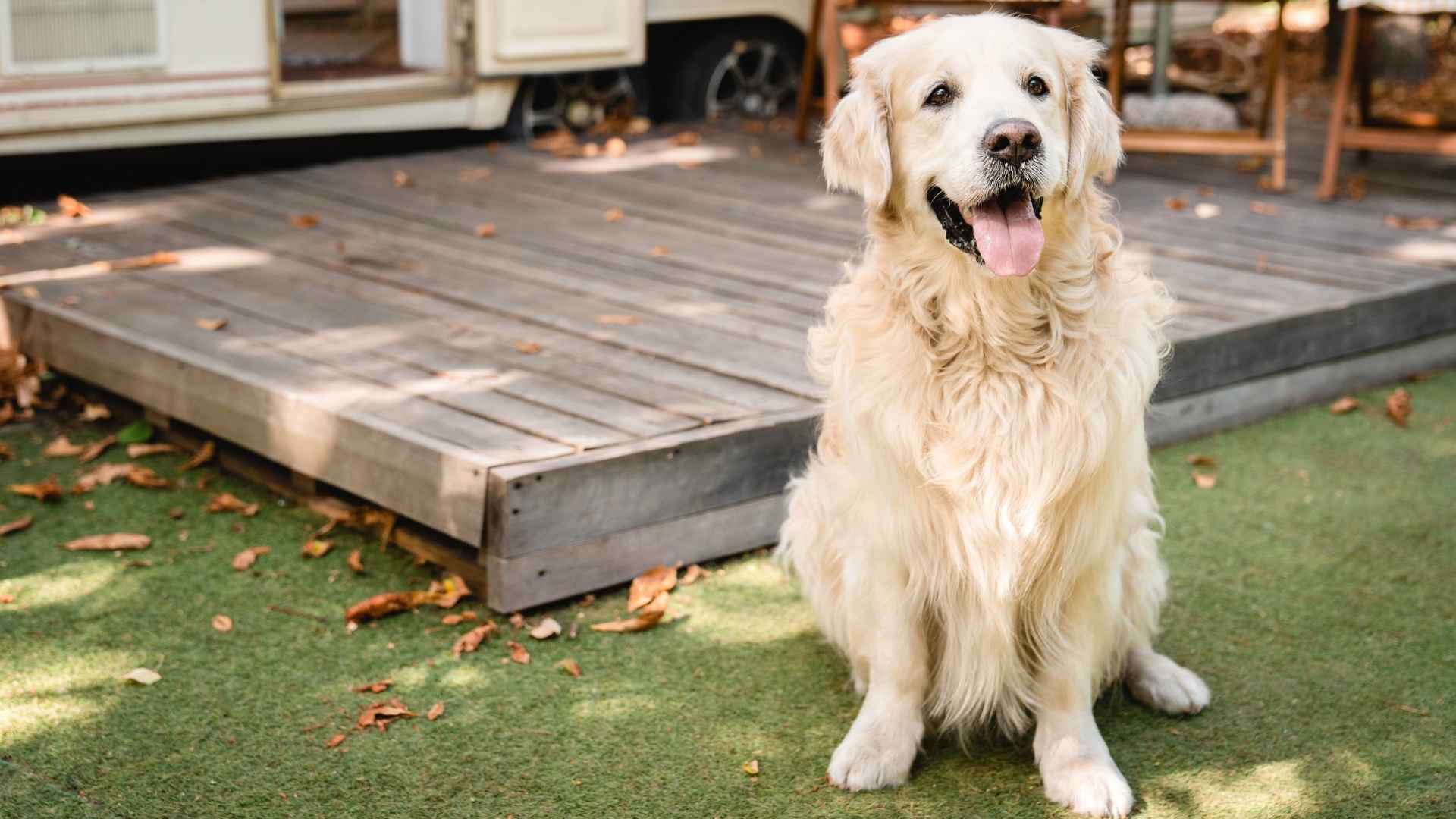 7 Dog Breeds for Caravan Travelers That Make Perfect Travel Buddies