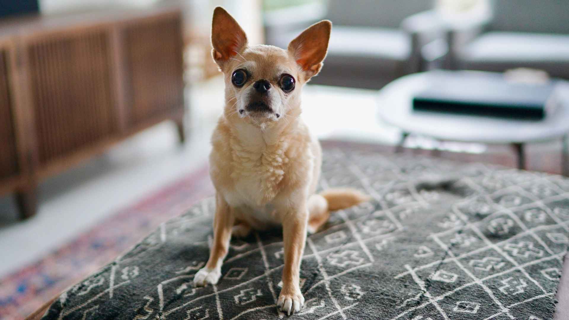7 Dog Breeds for People with No Yard: The Little Fellows