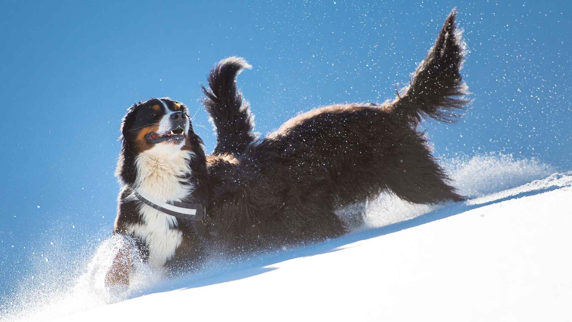 7 Dog Breeds that Enjoy the Snow and Outdoor Fun