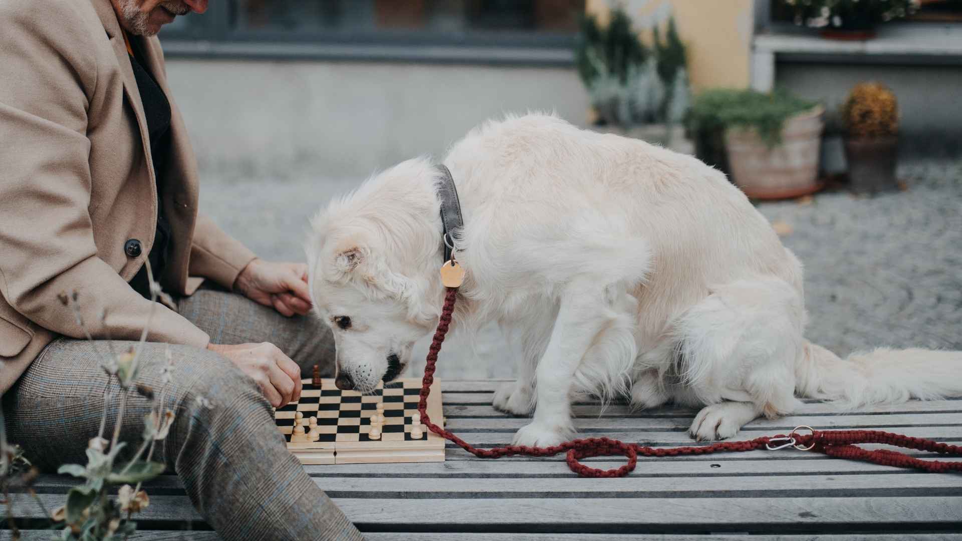 7 Dog Breeds that Excel at Memory Games and Mental Exercises