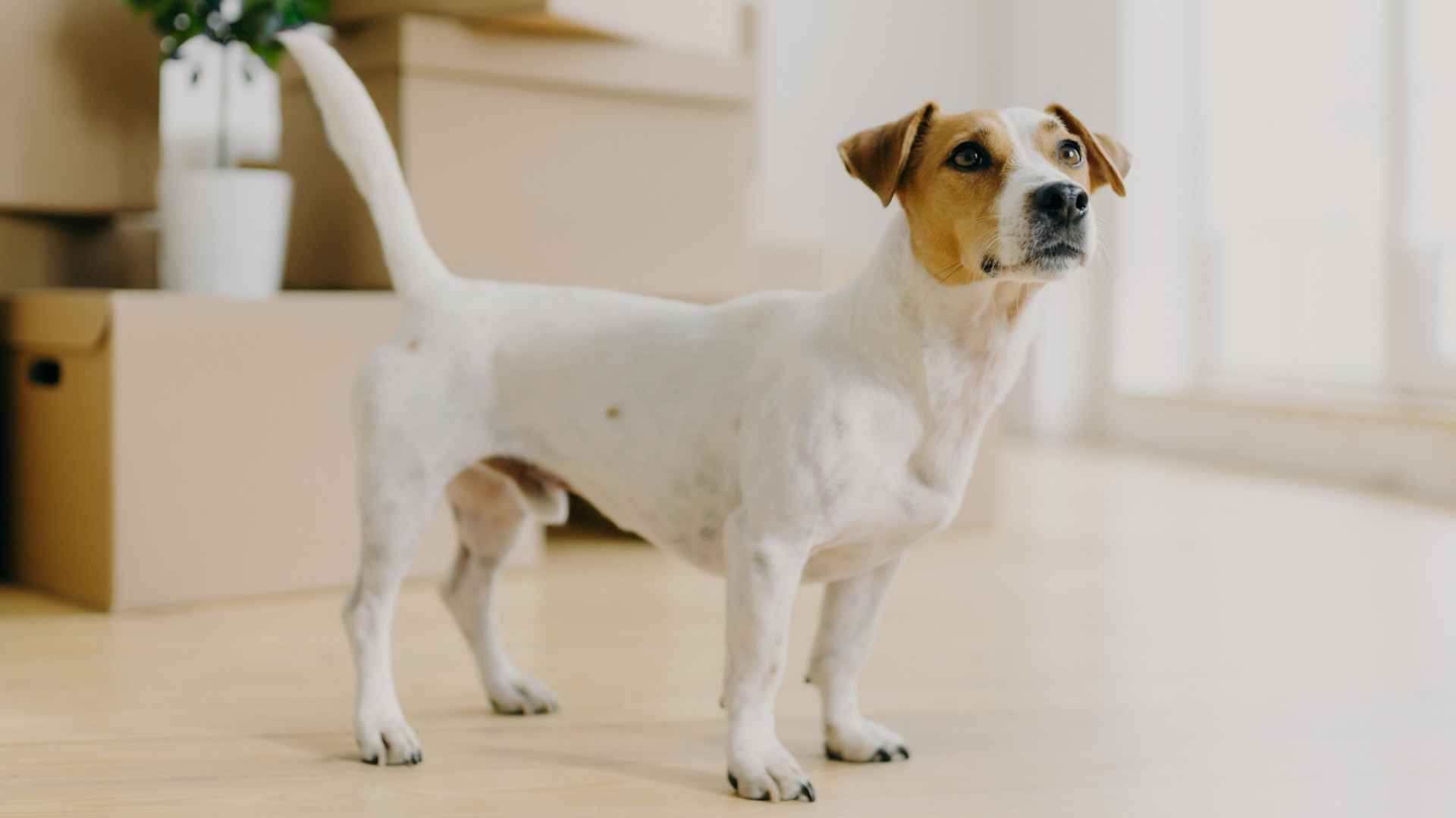 7 Dog Breeds that Handle Relocation Well and Easily Adapt to New Homes