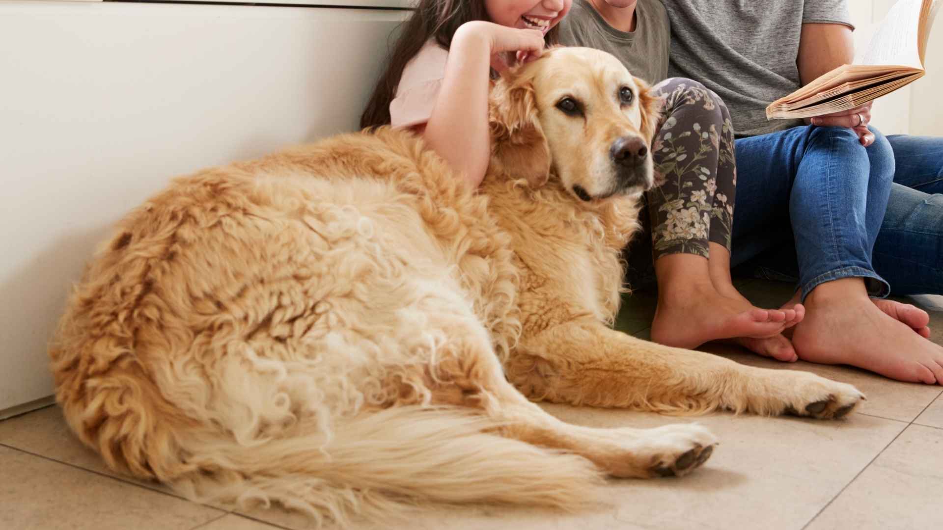 7 Dog Breeds that Love Family Routines and Predictable Days