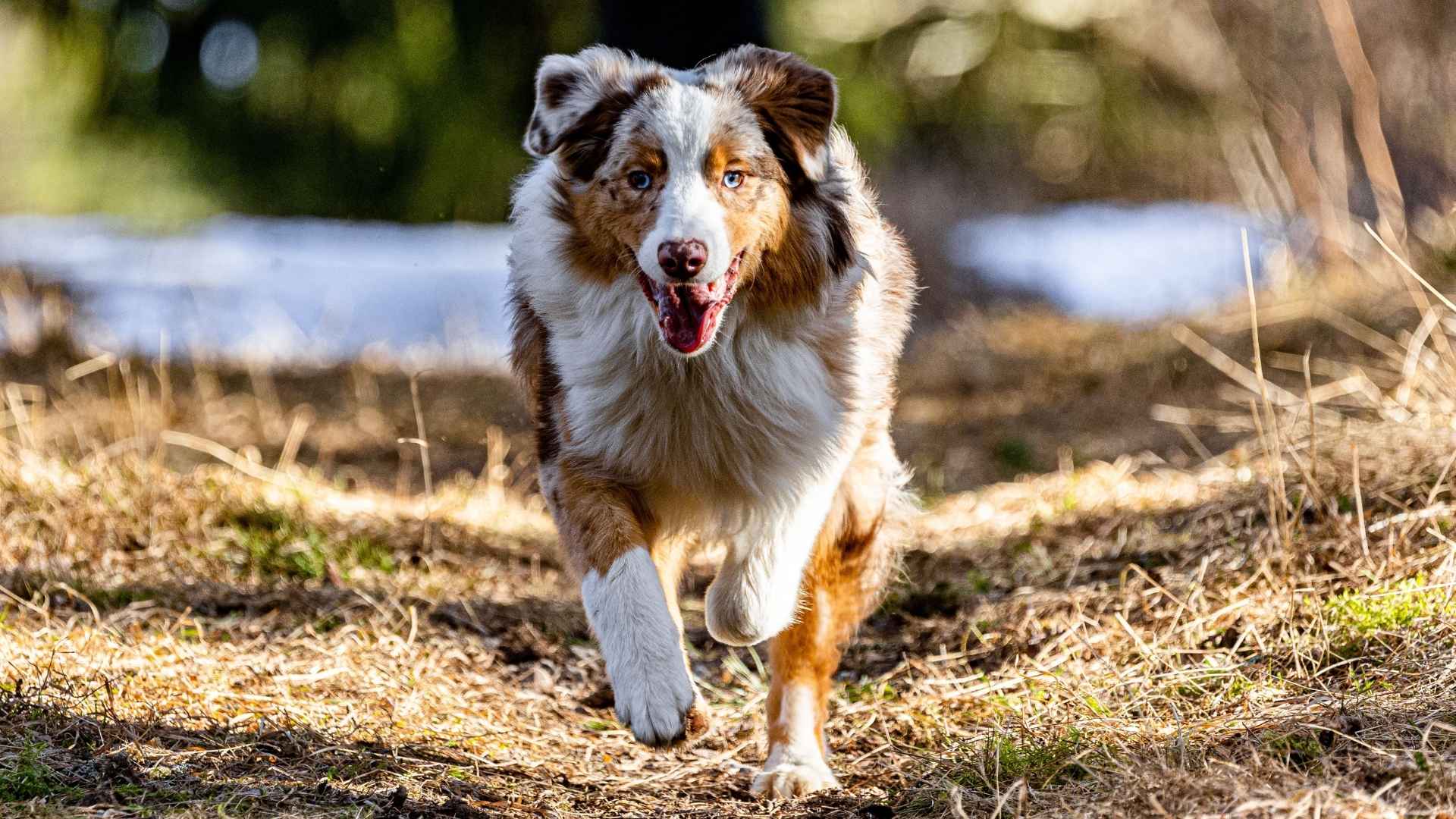 7 Dog Breeds that Love Trail Running and Keep Up Every Step of the Way