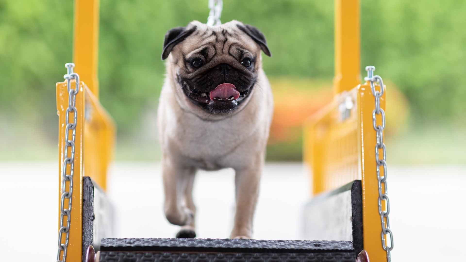 7 Dog Breeds that Love Treadmill Runs and Don't Mind Indoor Workouts