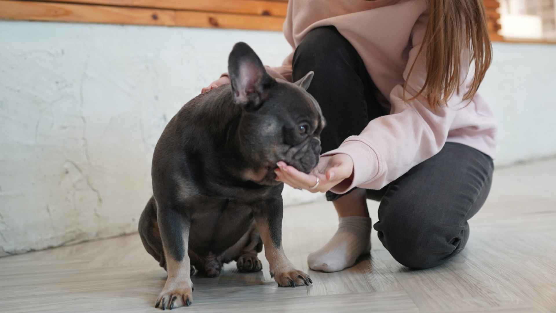 7 Dog Breeds that Need Constant Attention and Can’t Stand Being Left Alone