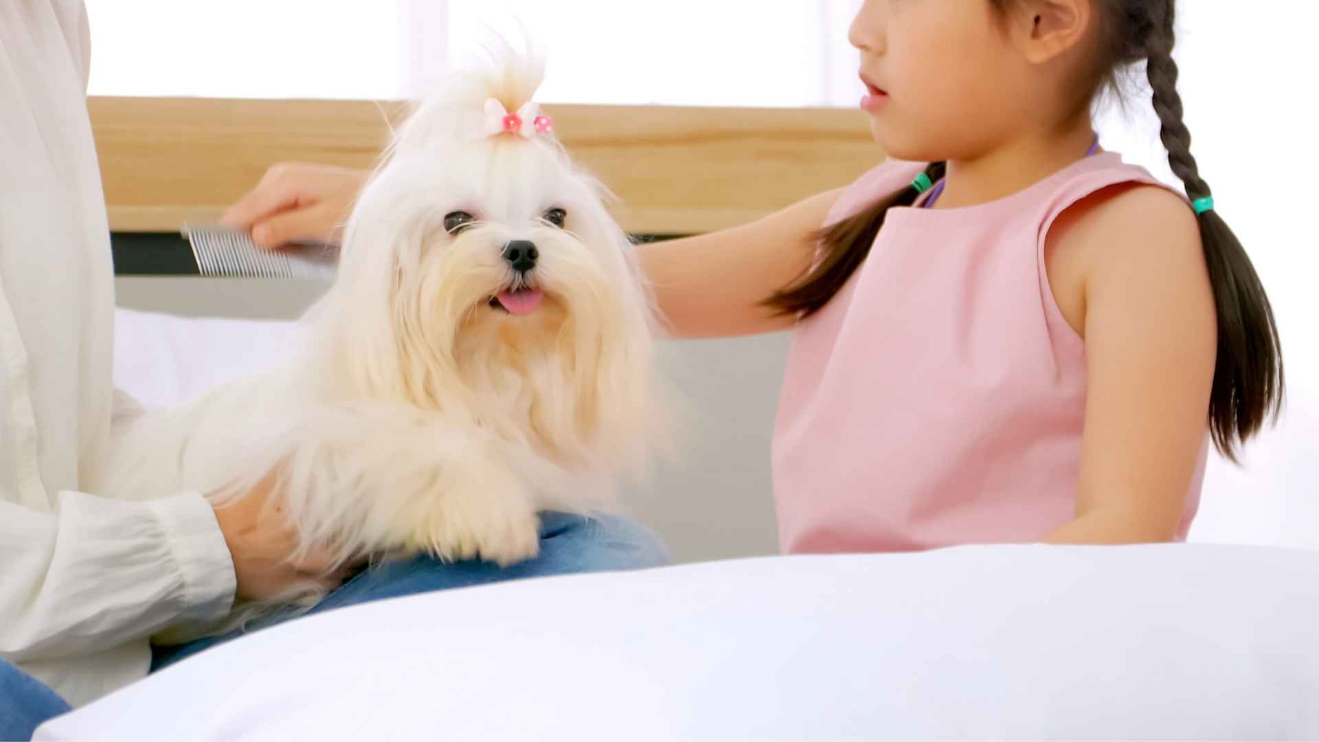 7 Dog Breeds that Play Gently with Toddlers: Kid-Friendly Dogs