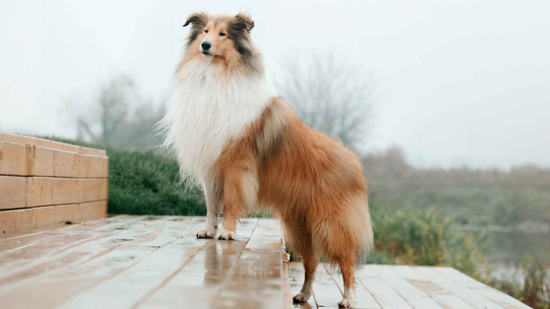 7 Dog Breeds that Thrive in Rooftop Gardens: Social, Adaptable, and Fun