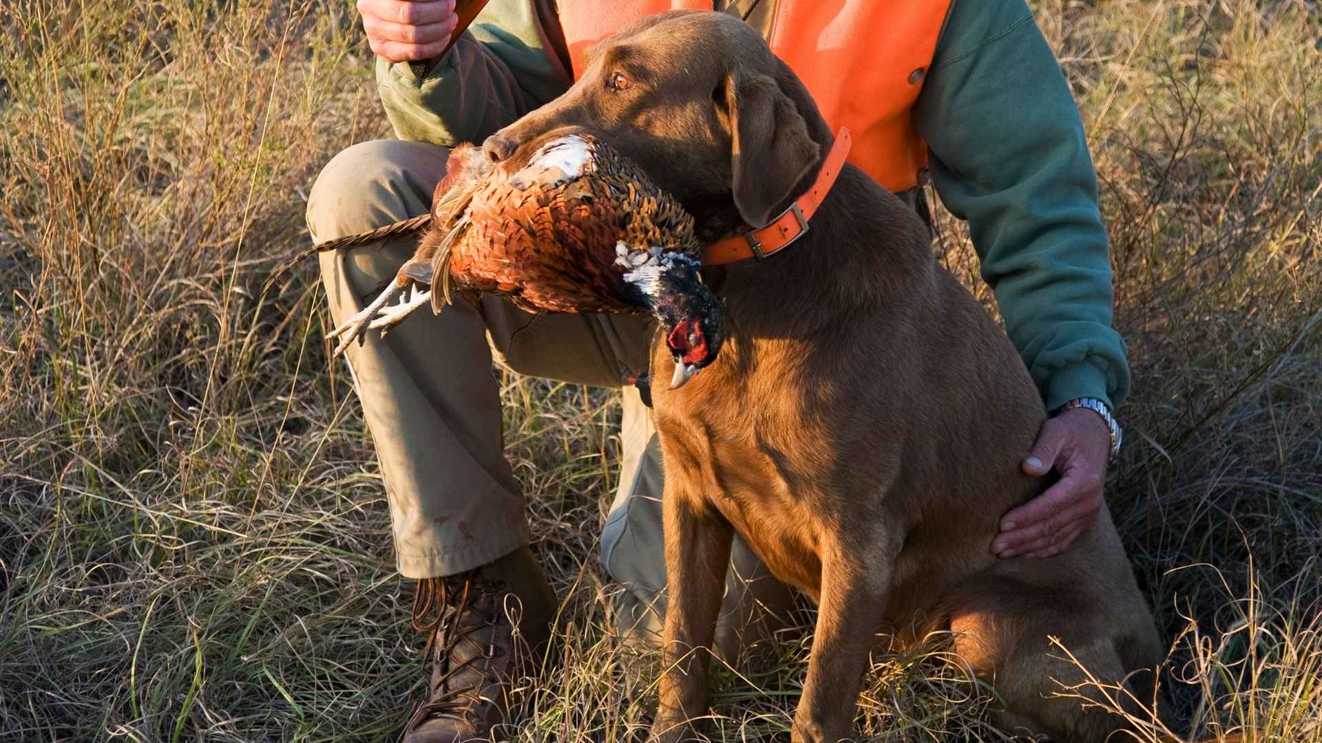 7 Dog Breeds that Track Pheasants for Hunters