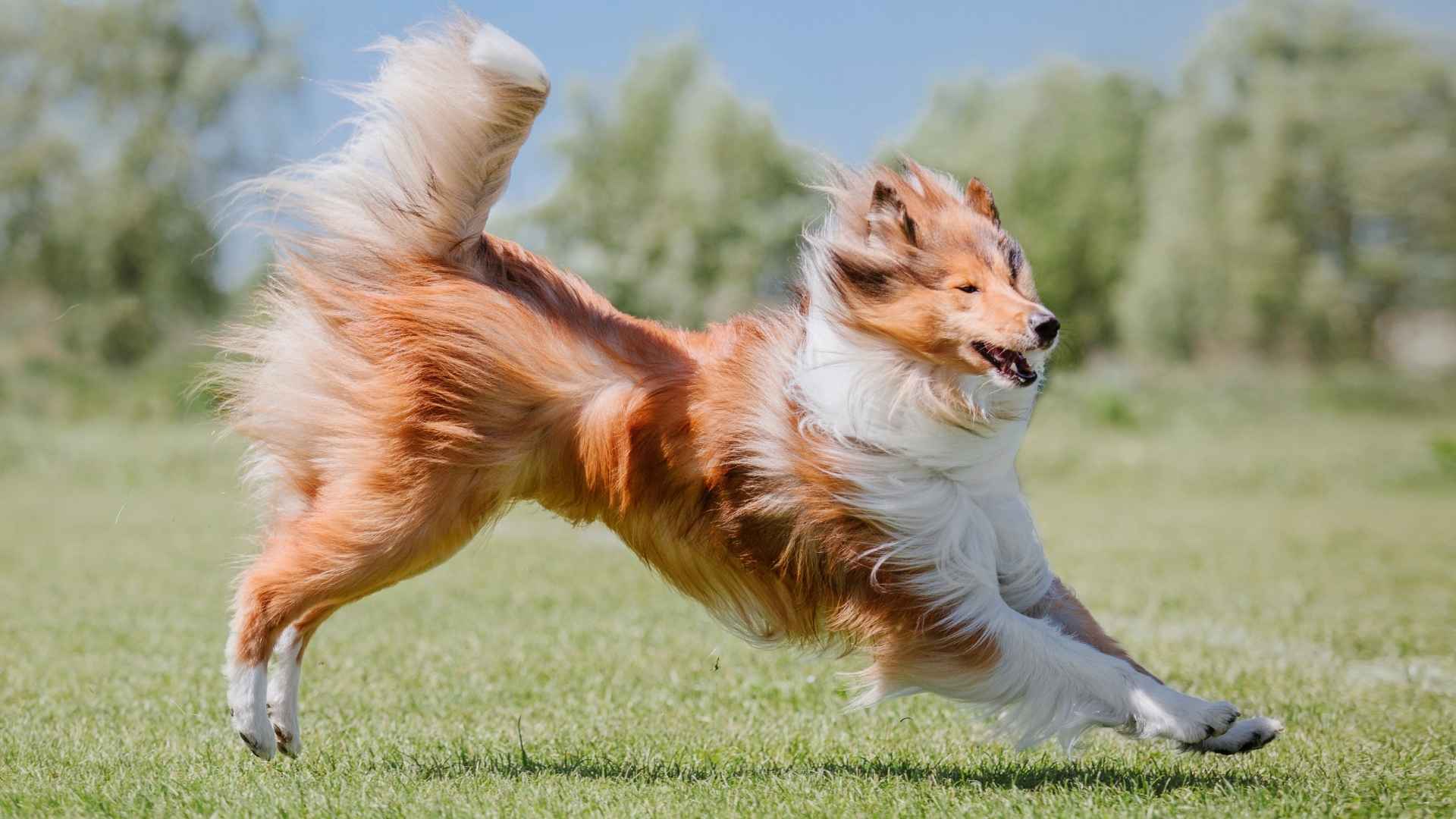 7 Dog Breeds that Train Themselves Without Much Effort