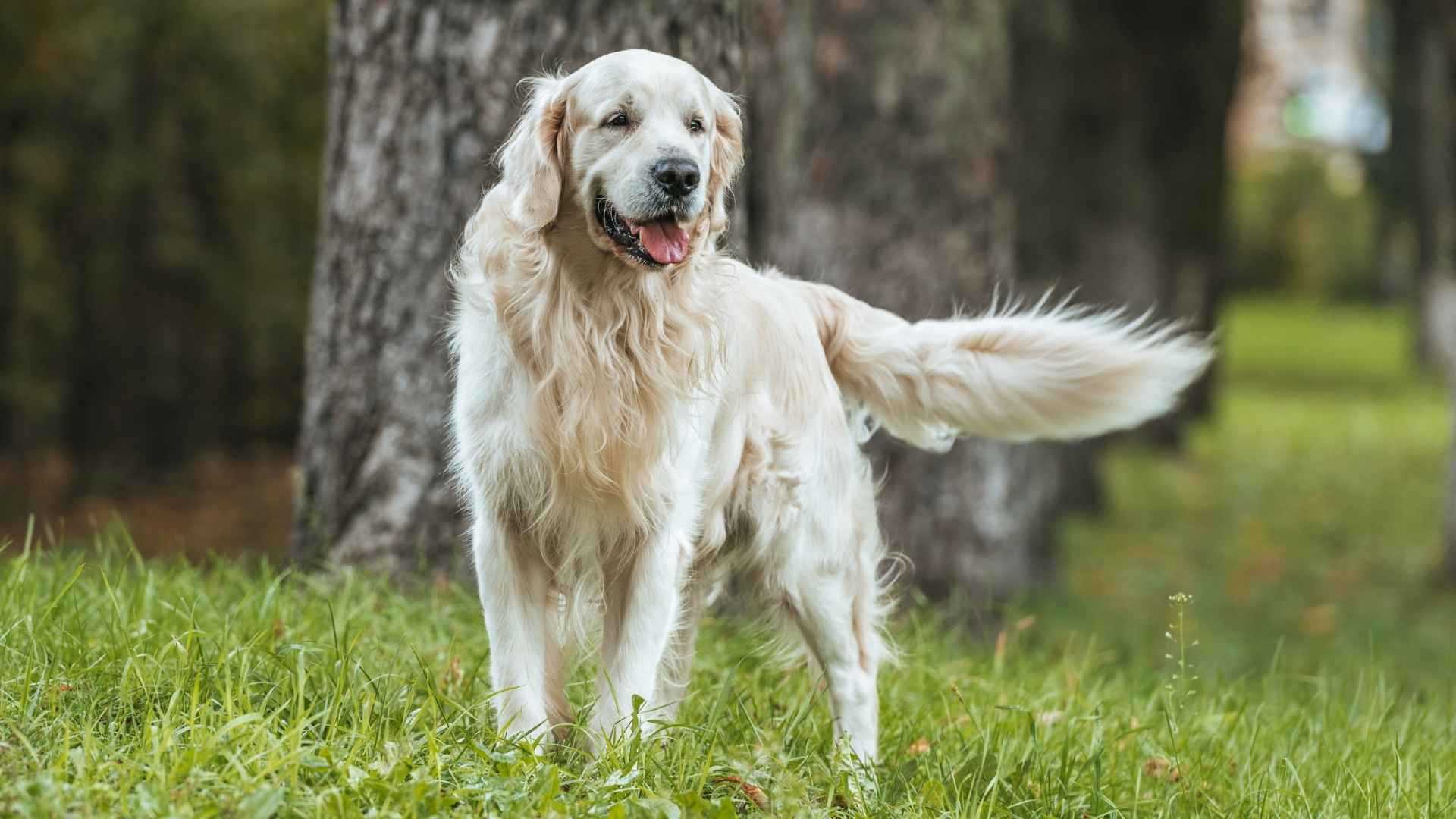 7 Dog Breeds that Wag Sideways: How Dogs Communicate through Body Language
