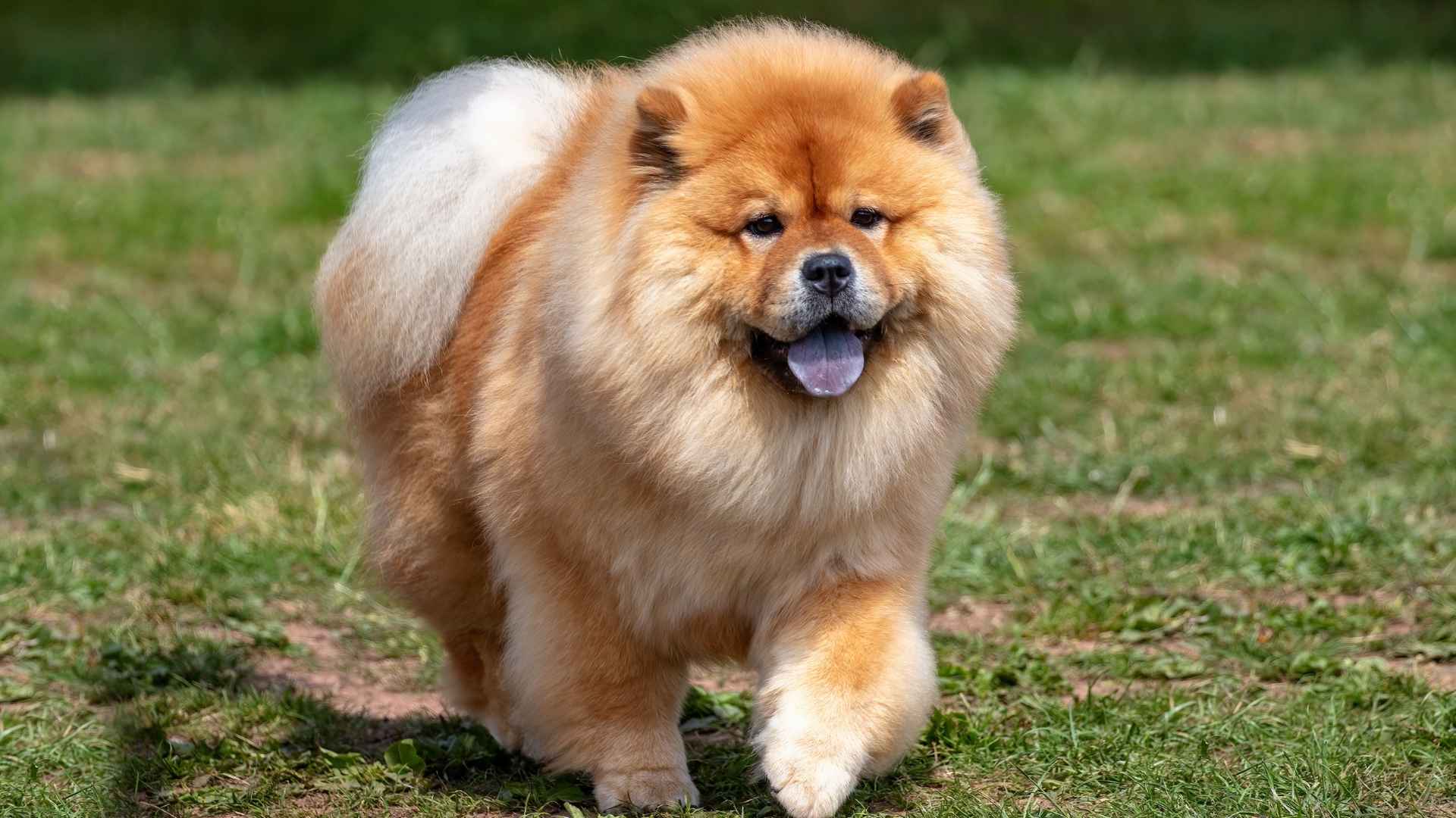 7 Dog Breeds with Blue Tongues You Didn’t Know Existed