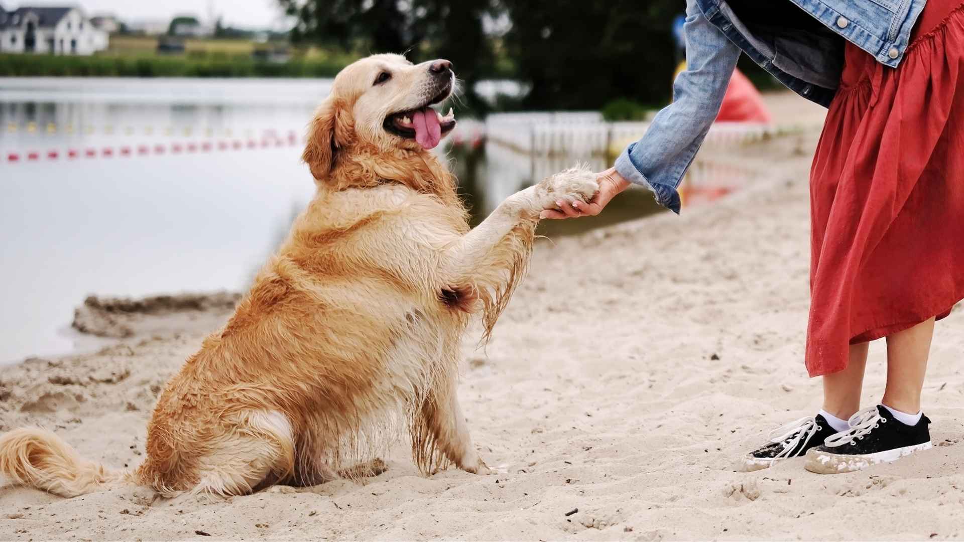 7 Dog Breeds with High Emotional Intelligence That Bond Deeply