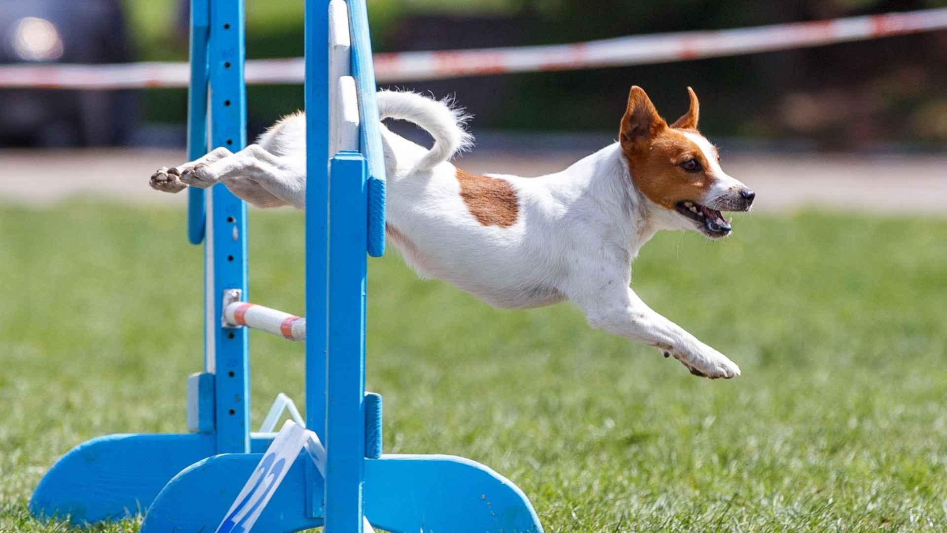 7 Dog Breeds with High Jump Ability: Ready, Set, GO