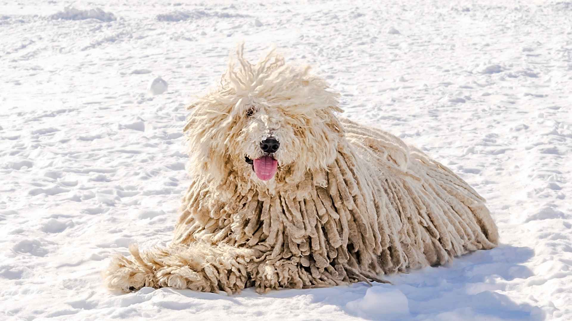 7 Dog Breeds with Natural Dreadlocks That Look Straight Out of a Fairytale