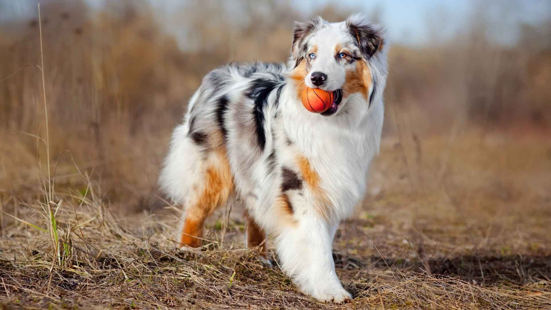 7 Dog Breeds with Naturally Spotted Coats for Style-Loving Owners