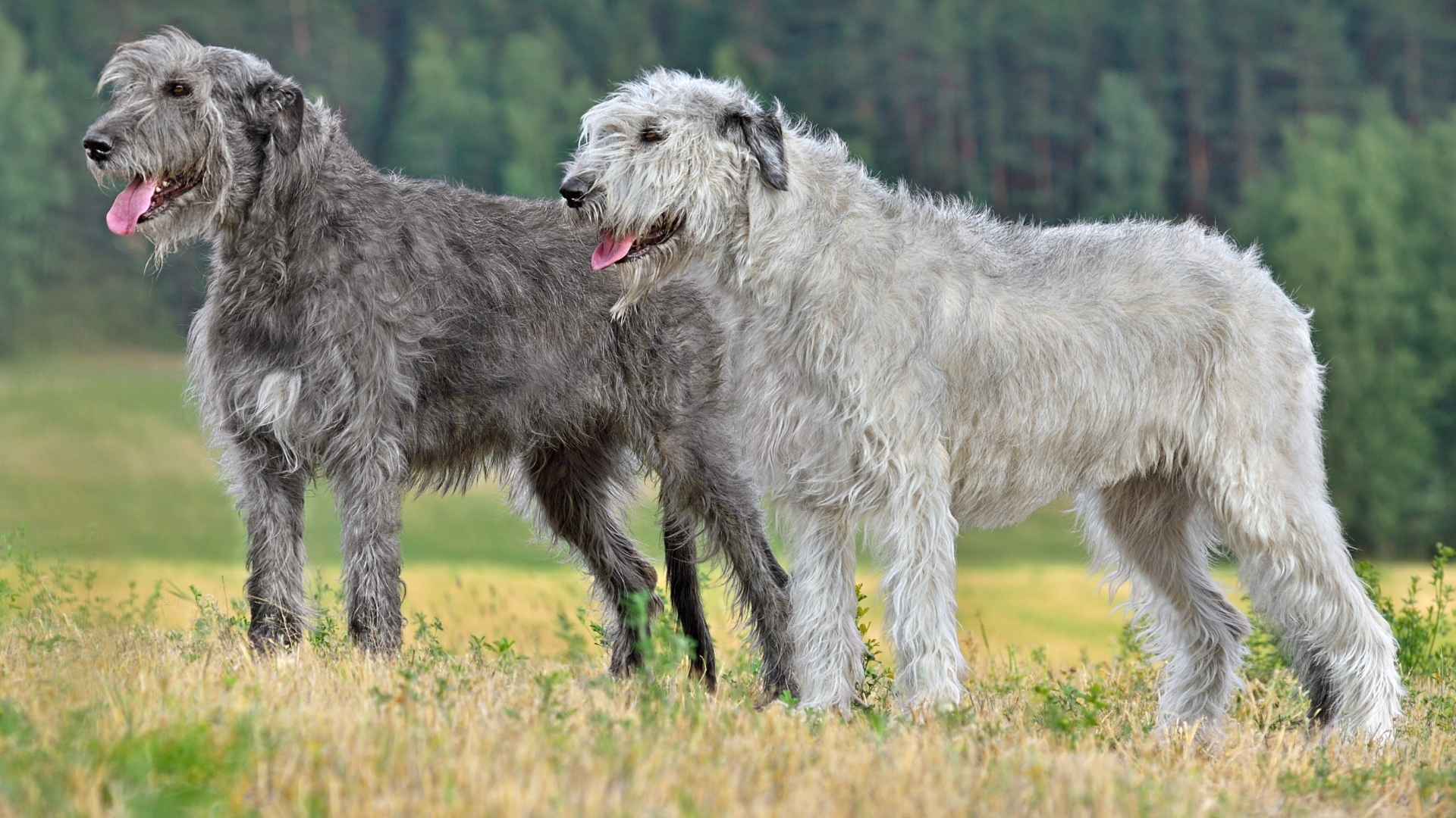 7 Dog Breeds with Silver Coats: Canines with Eye-Catching Fur