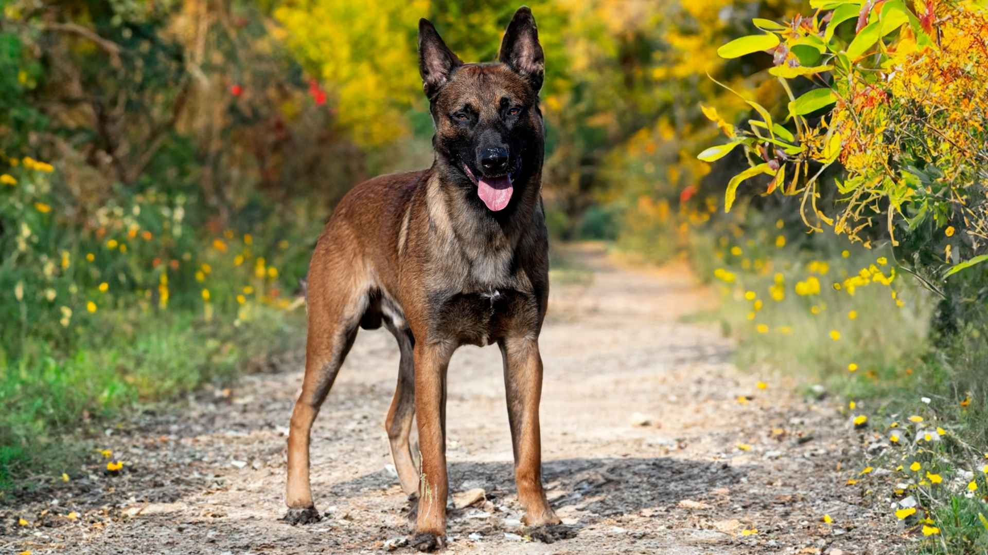 7 Dog Breeds with a Photographic Memory That Remember Everything