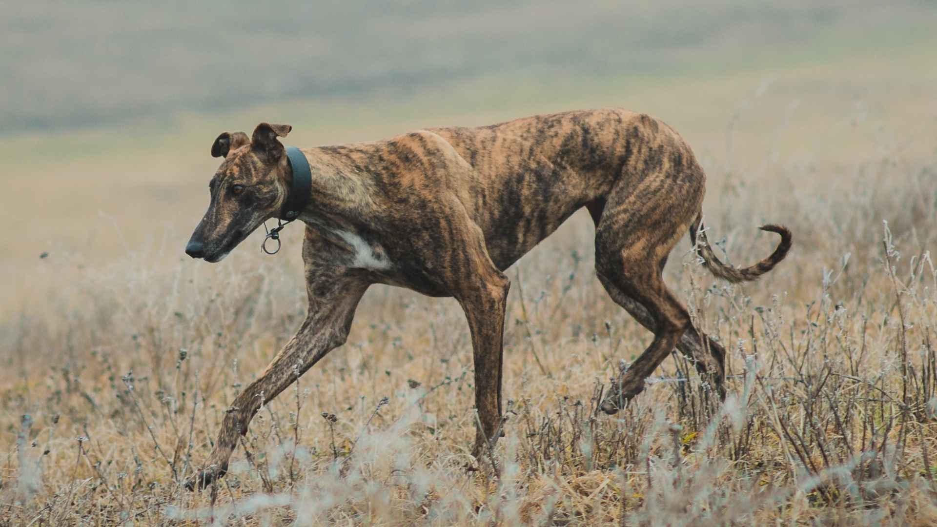 7 Dog Breeds with the Highest Prey Drive (Not for Every Owner!)