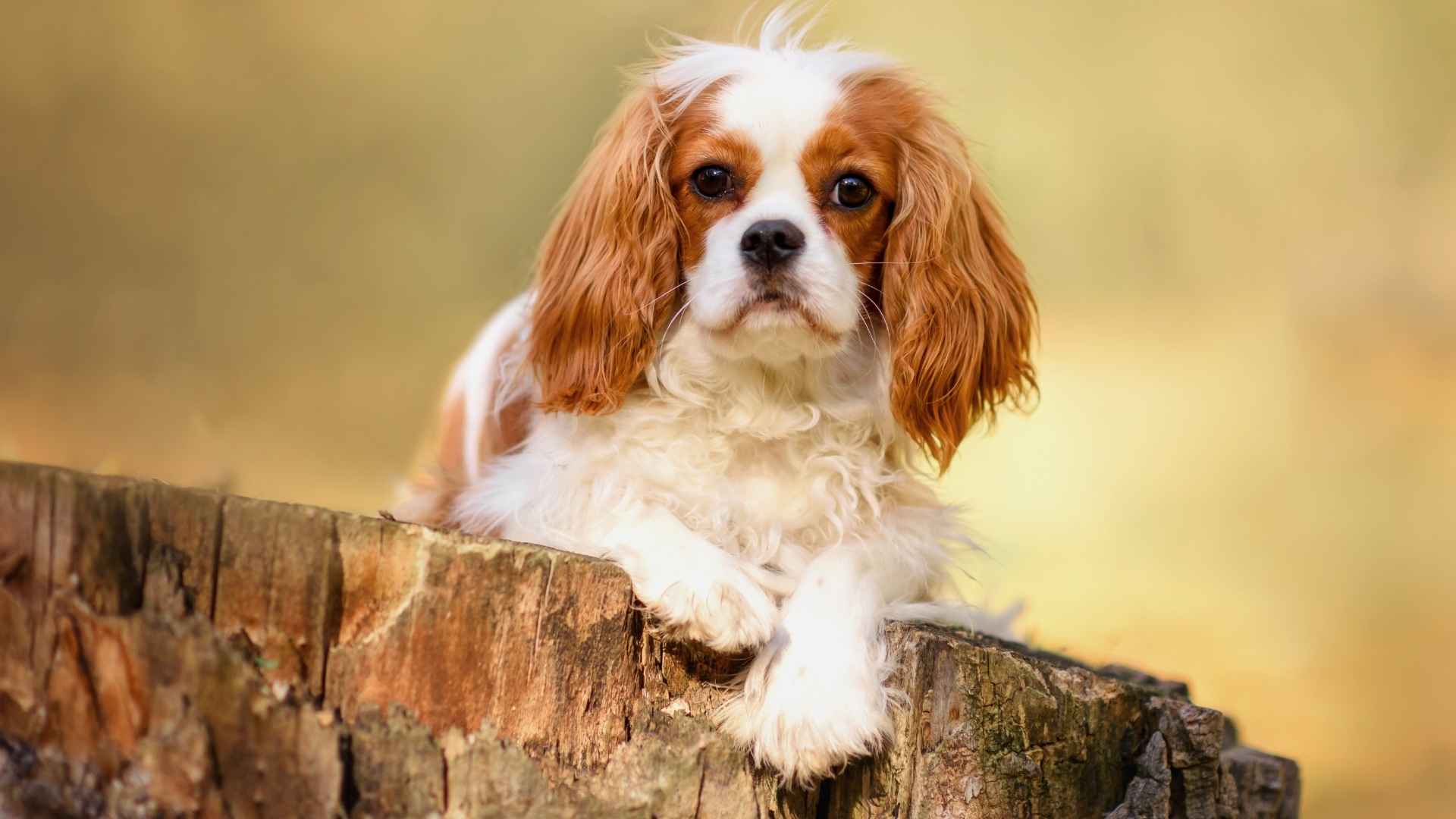 7 Dog Breeds with the Softest Ears You Won’t Stop Stroking