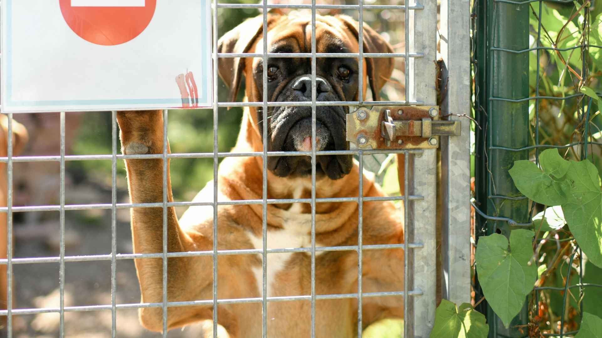 7 Dogs Least Likely to Be Adopted That Need Your Help