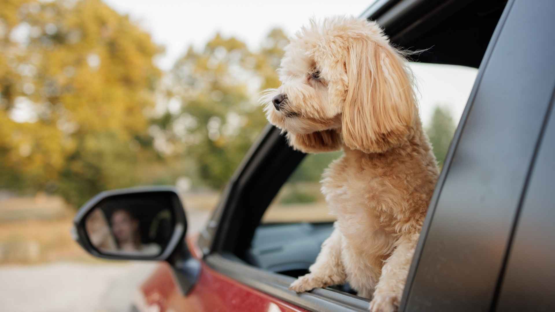7 Dogs That Love Road Trips and Long Drives and Make Road Trips More Fun