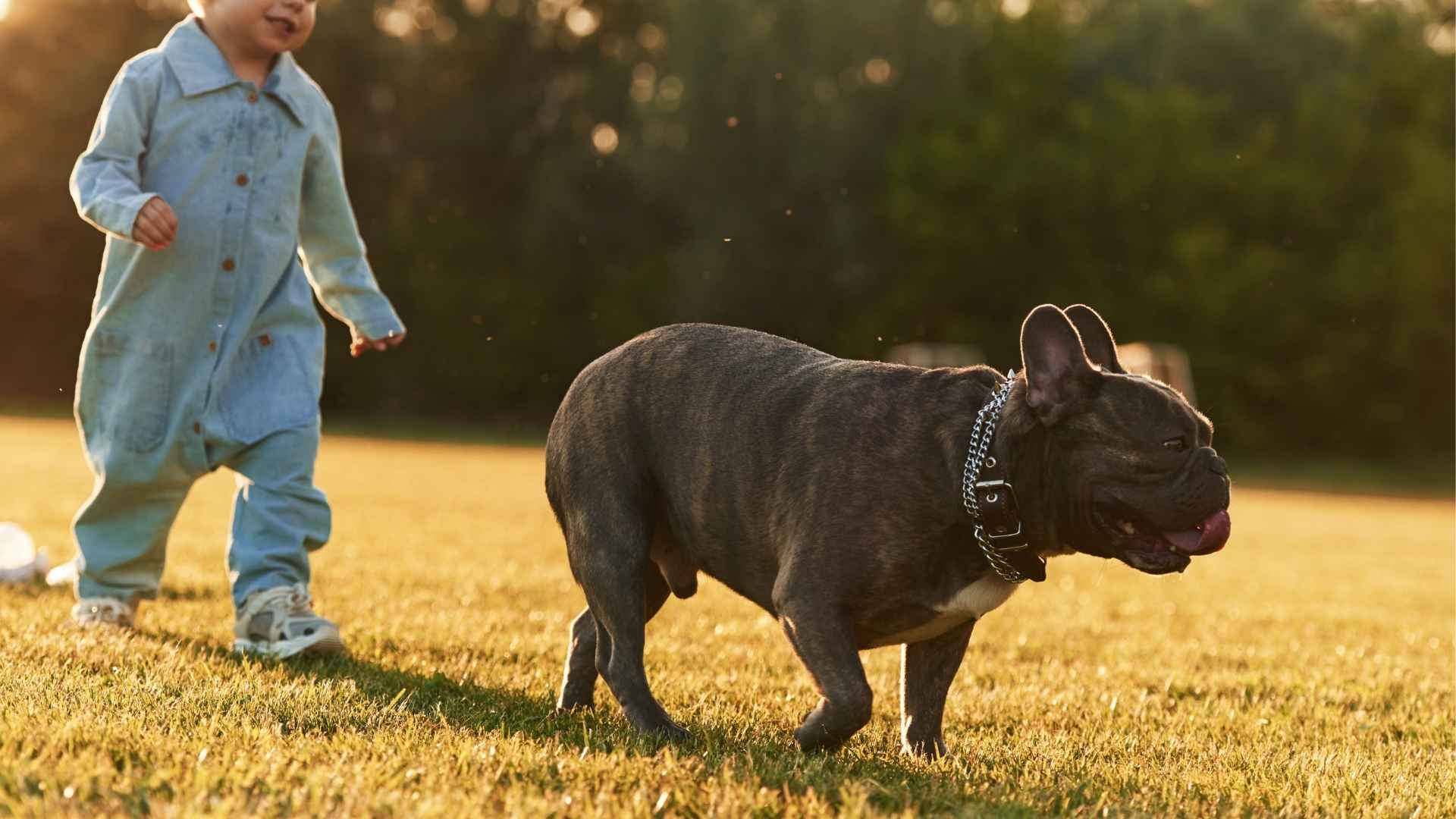 7 Dogs That Protect Children On Walks and Act Like Bodyguards