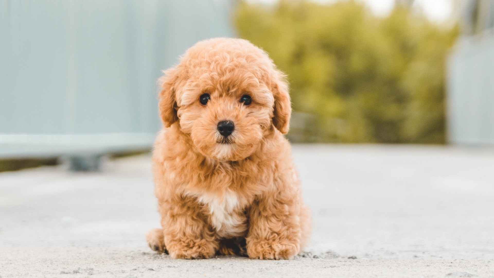 7 Dogs That Resemble Teddy Bears: Make You Want to Hug Forever
